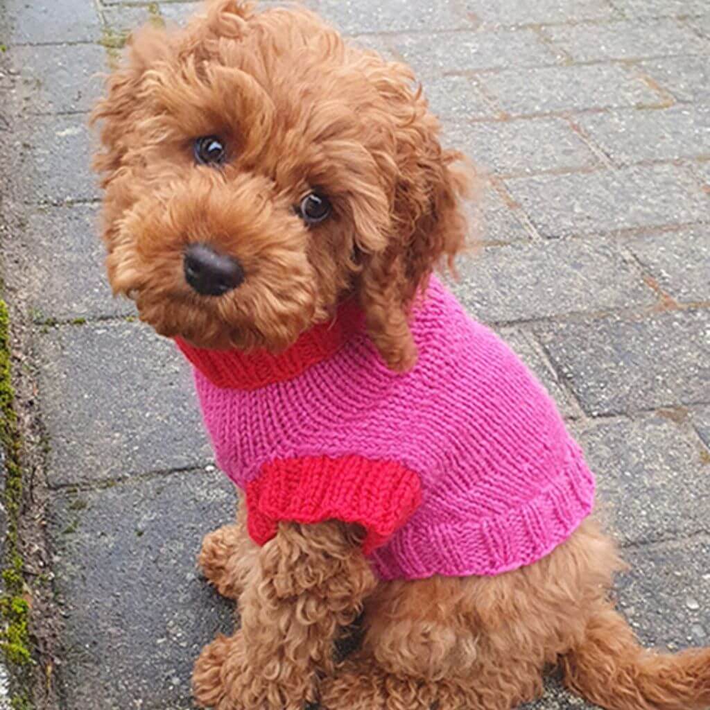 Drops Design Pattern Hundepullover Good Girl Sweater Strickanleitung - Drops (PDF) bei bei bei bei bei bei Lieblingsgarn